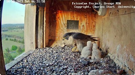 falconcam project|rochester falcon cam live stream.